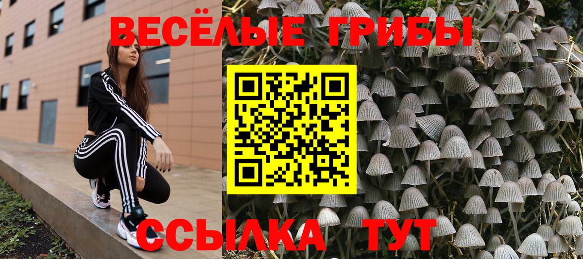 Торжок  Галлюциногенные грибы прущие грибы  Псилоцибиновые грибы MAGIC MUSHROOMS  Вход с VPN 